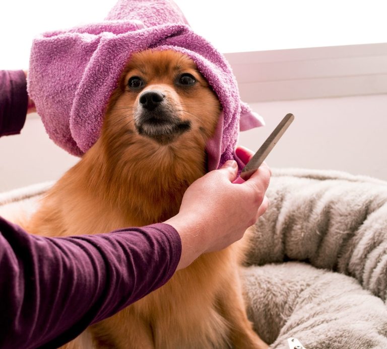 dog groomers Stockport